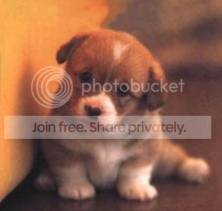 cutepuppy.png