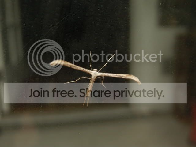 weirdbug.jpg