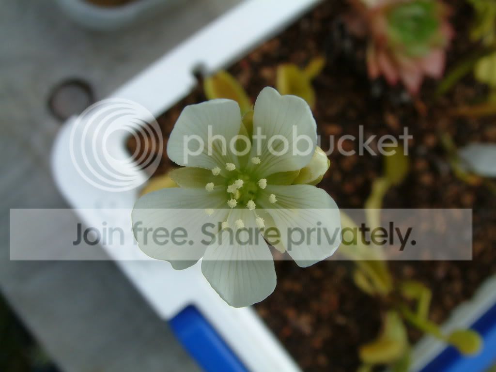VFTflower001.jpg
