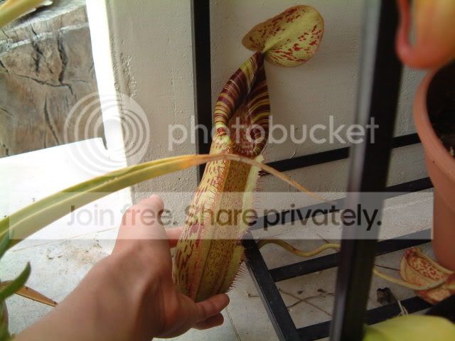 GardenPictures062.jpg