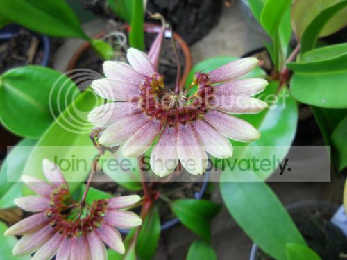 bulbomakoyanum_9-17-12.jpg