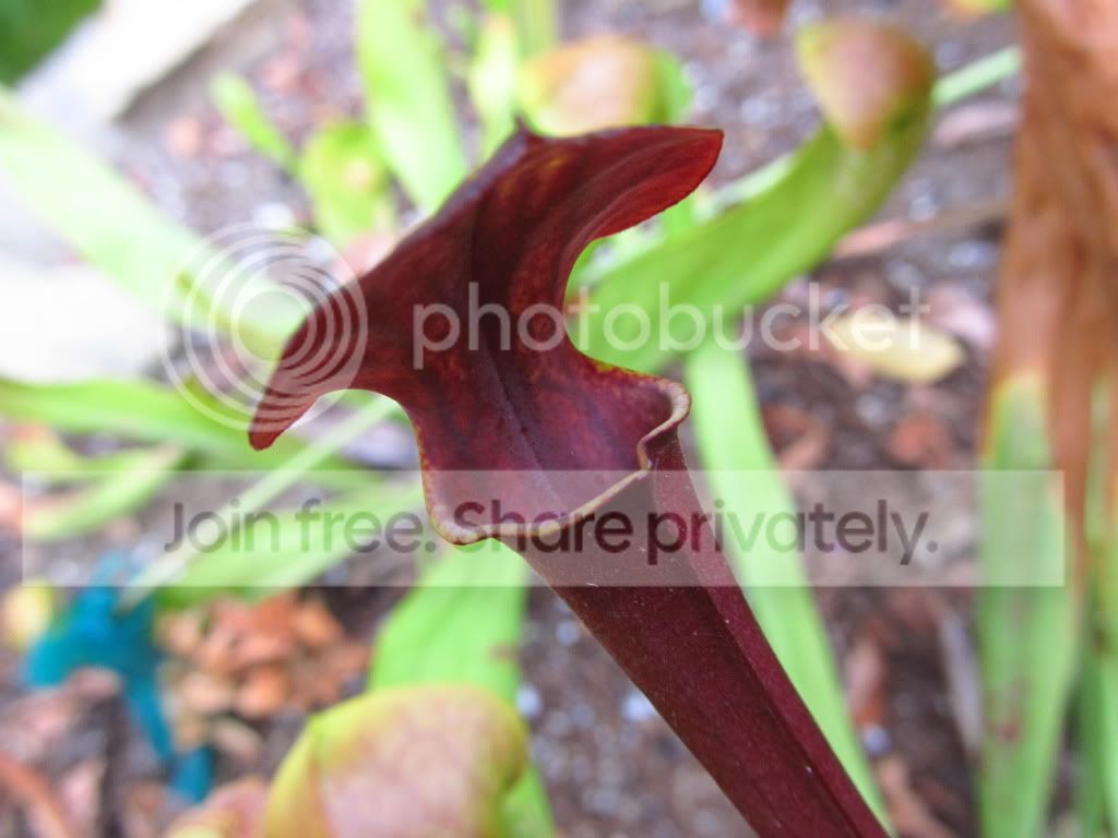 IMG_7998.jpg