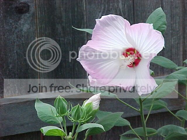 hardy_hibiscus.jpg