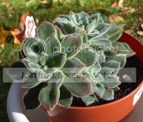 Newcactisandsucculents023.jpg