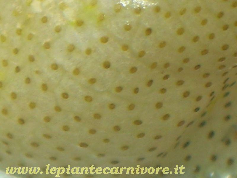 Trappole_ad_ascido 9.jpg