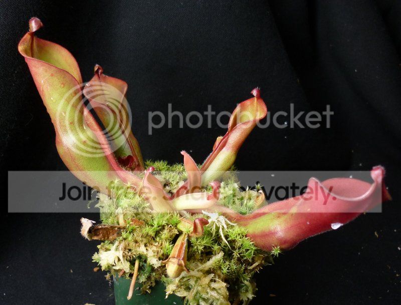 HnutansKukenamplant122111RS.jpg