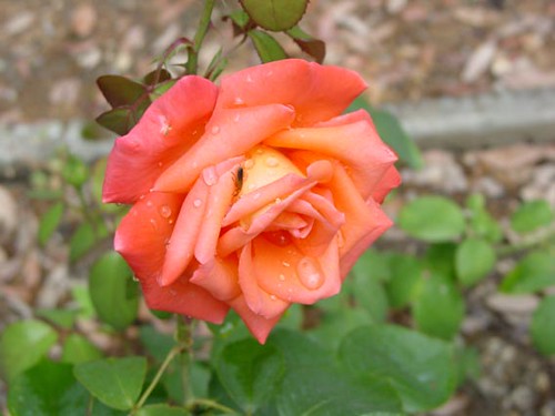 112589160_2abf8ec41d.jpg