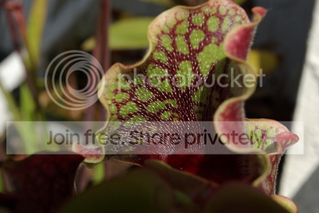 IMGP1203.jpg