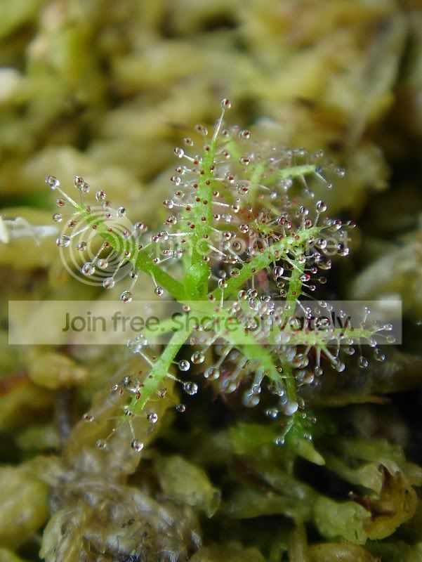 indica2180306lq.jpg