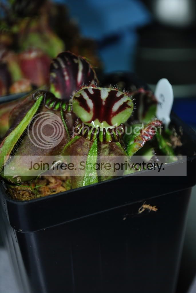 DecemberCarnivores018.jpg