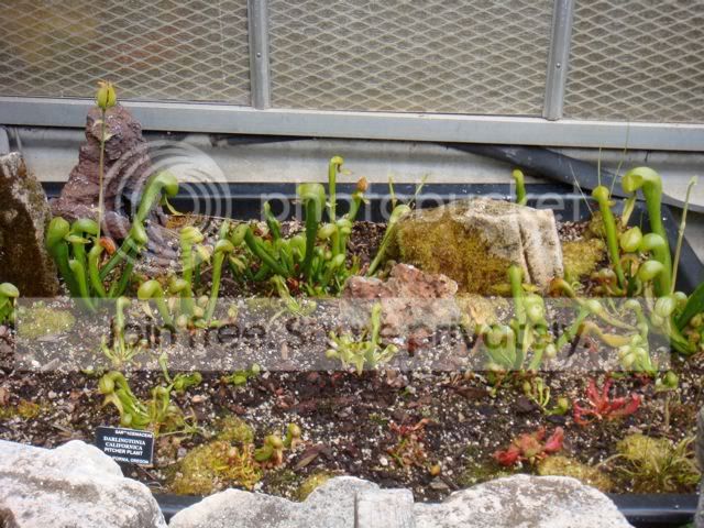 DSC02099.jpg