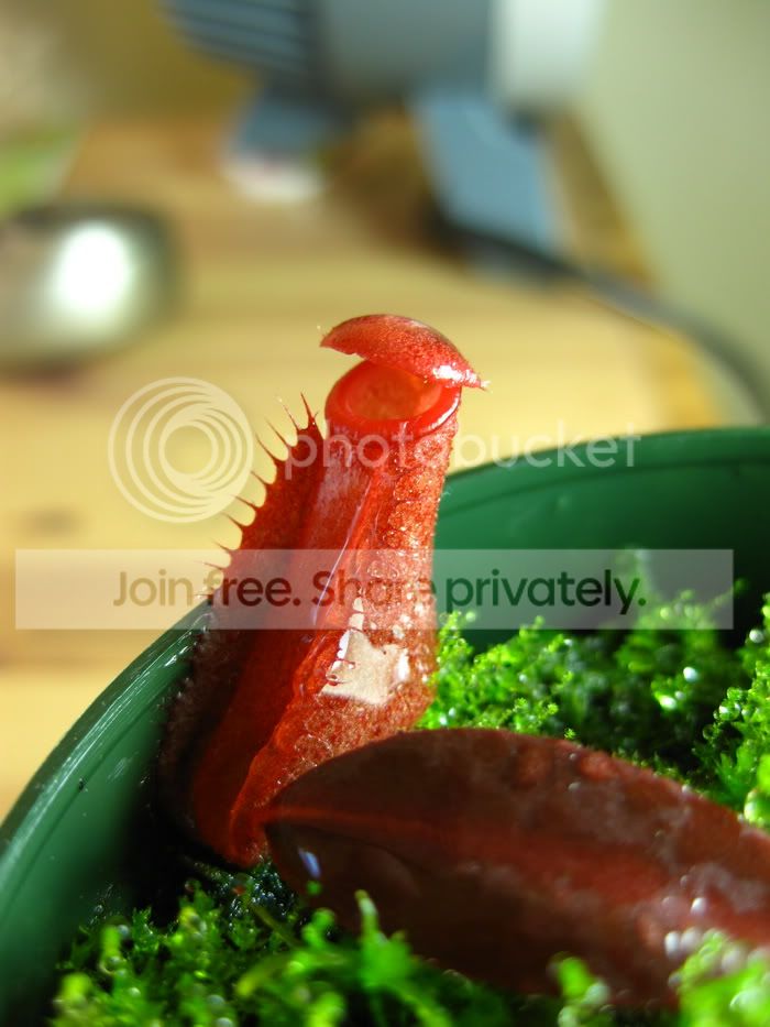 albomarginata1.jpg
