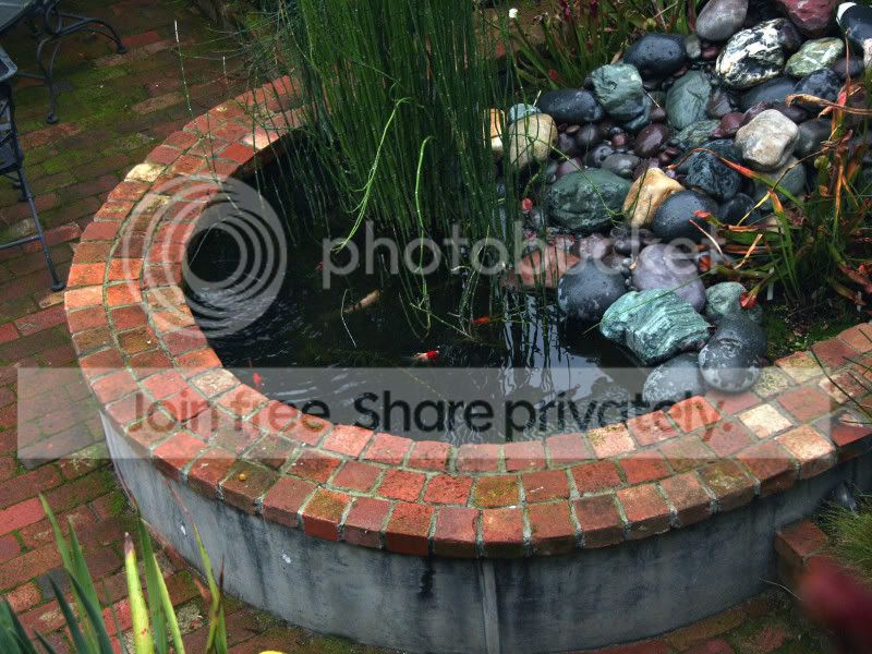 goldfishpond.jpg