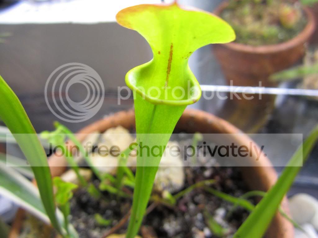 IMG_1463_zpsb9a76665.jpg