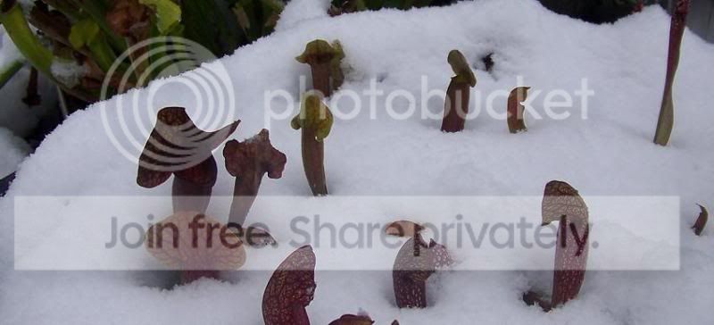 snow1.jpg