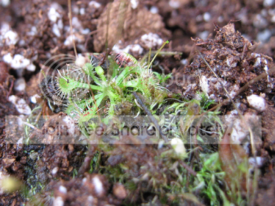 Sundew2.png