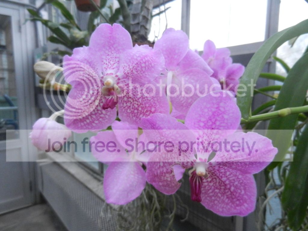 UNCCGreenhouse007.jpg