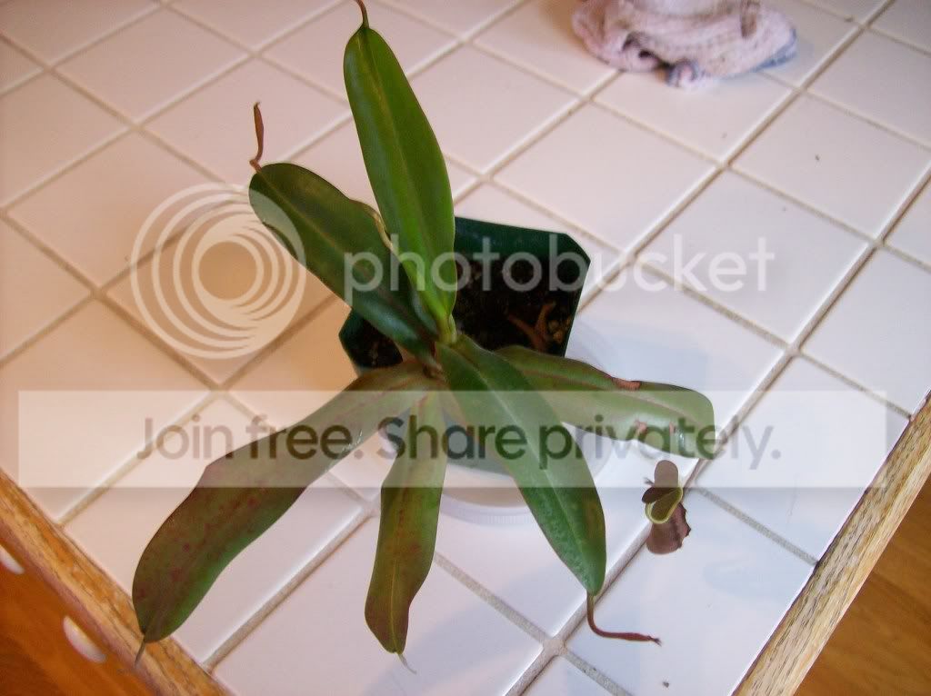 plants076.jpg