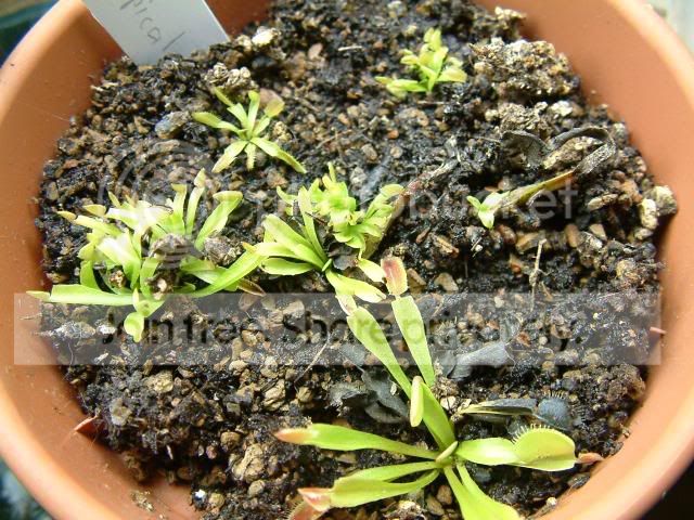 Moreplants019.jpg