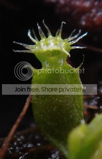 TinyNepleaf.jpg