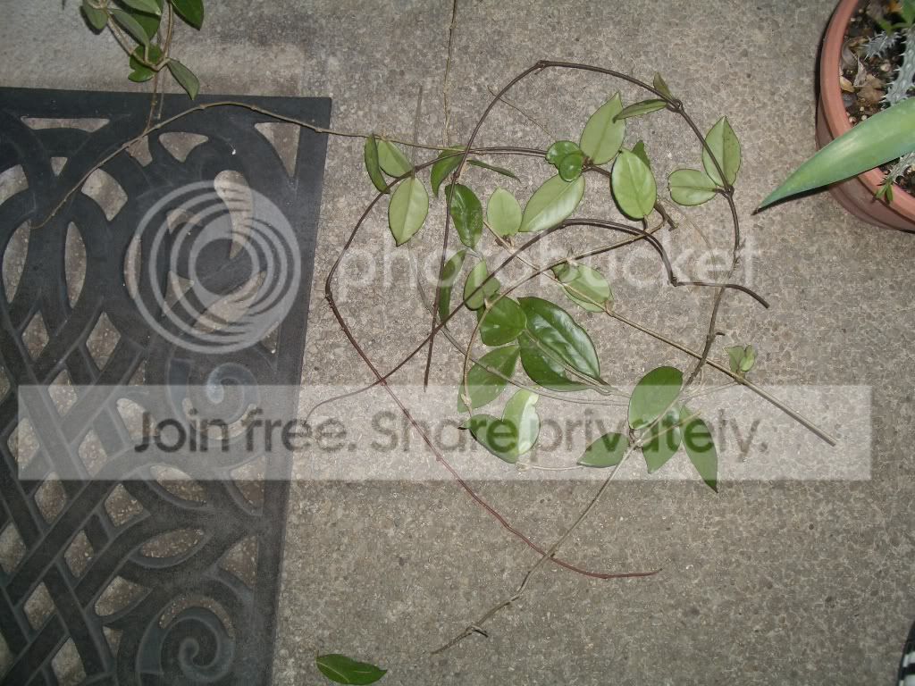 IMGP6919.jpg