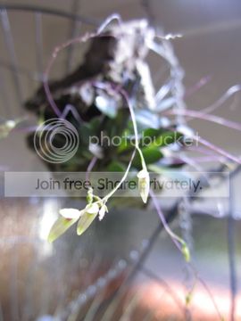 IMG_1946_zps5b829fd1.jpg