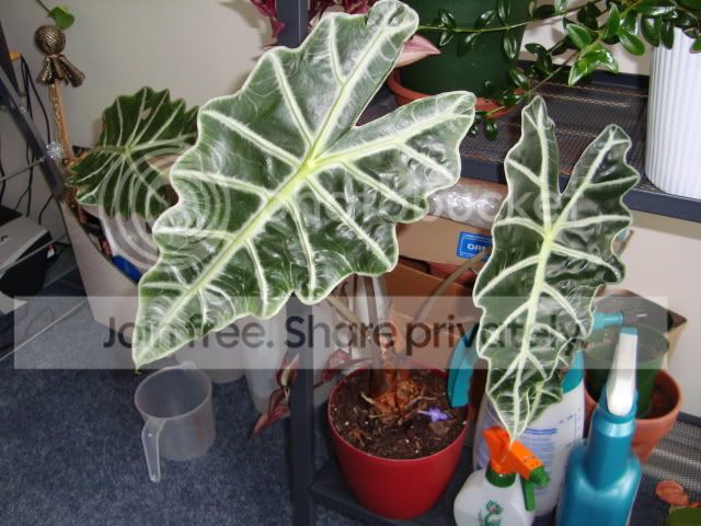 DSC00064.jpg