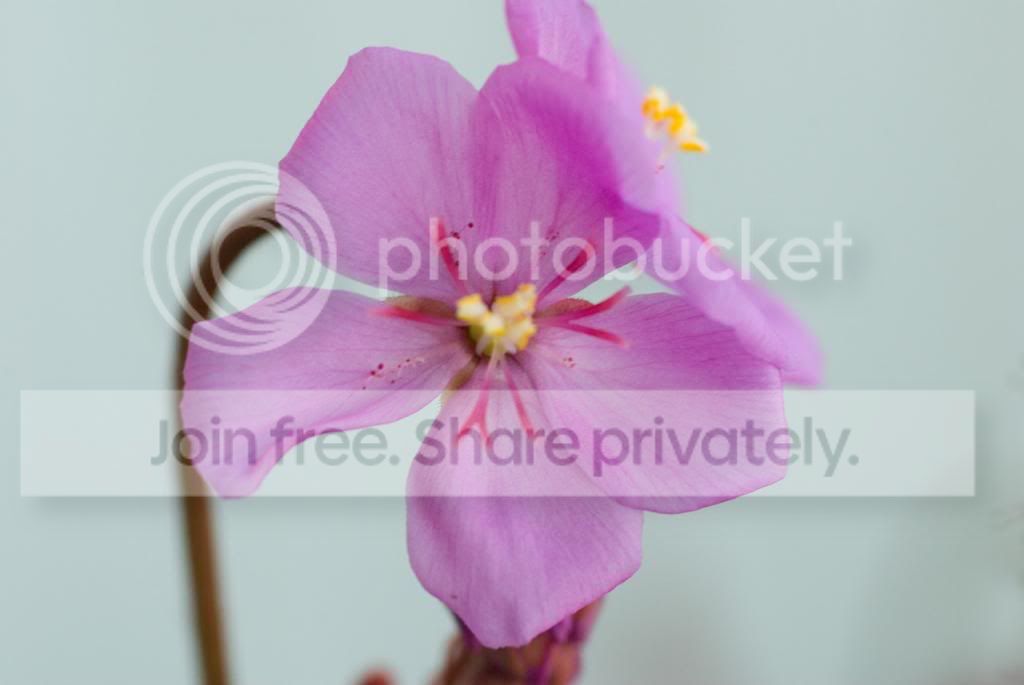 IMGP7937_zps01a6b8ac.jpg