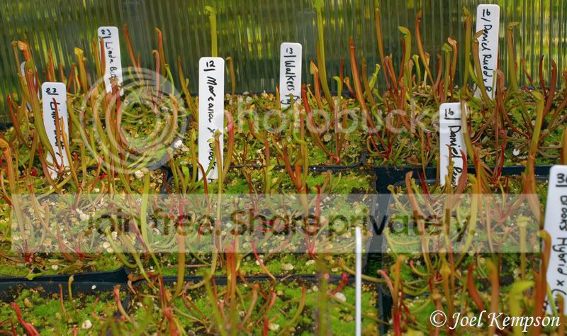 Seedlings-1.jpg