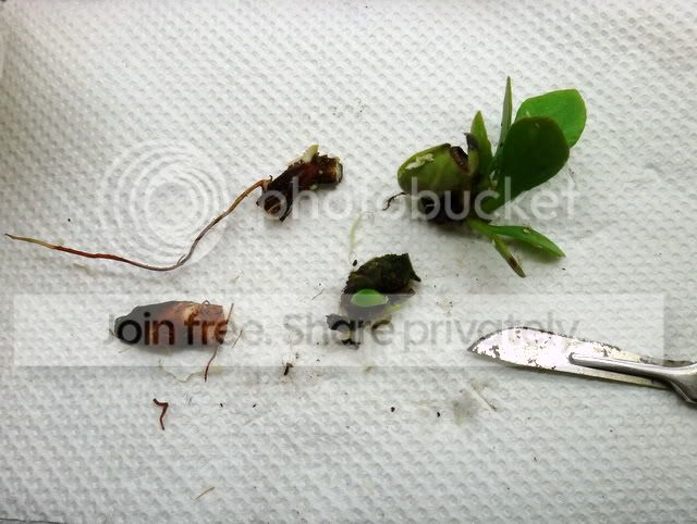 cephalotus_rhizome_cuttings.jpg