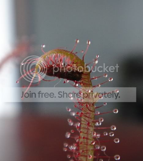 adelae_prey_rs_031005.jpg
