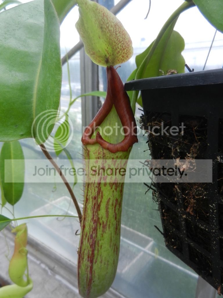 UNCCGreenhouse011.jpg
