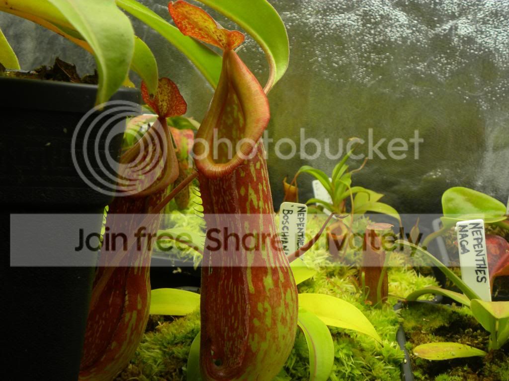 011-1_zps0fc4f929.jpg