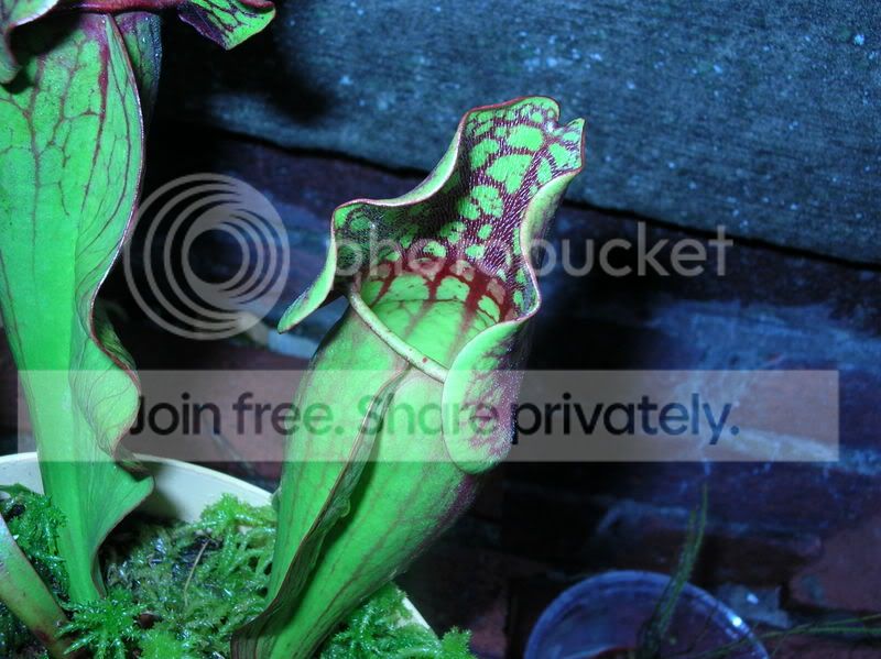 DSCN2361.jpg