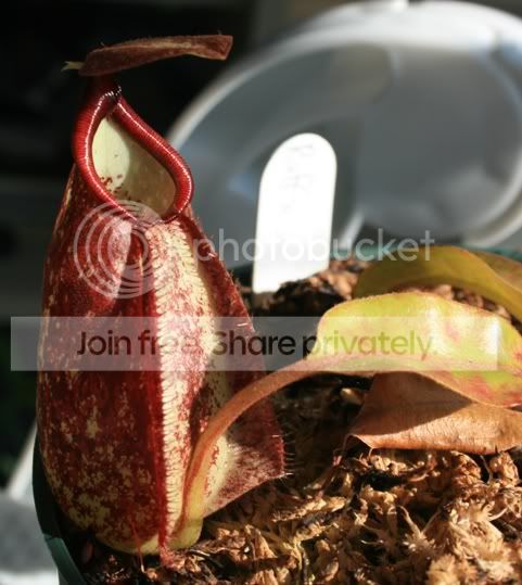 RAFFSEEDLING32.jpg