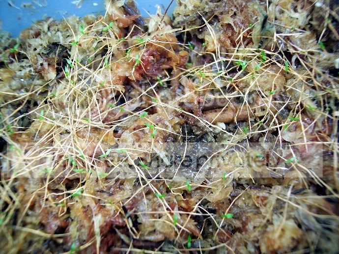 mirabalisseedlings2.jpg