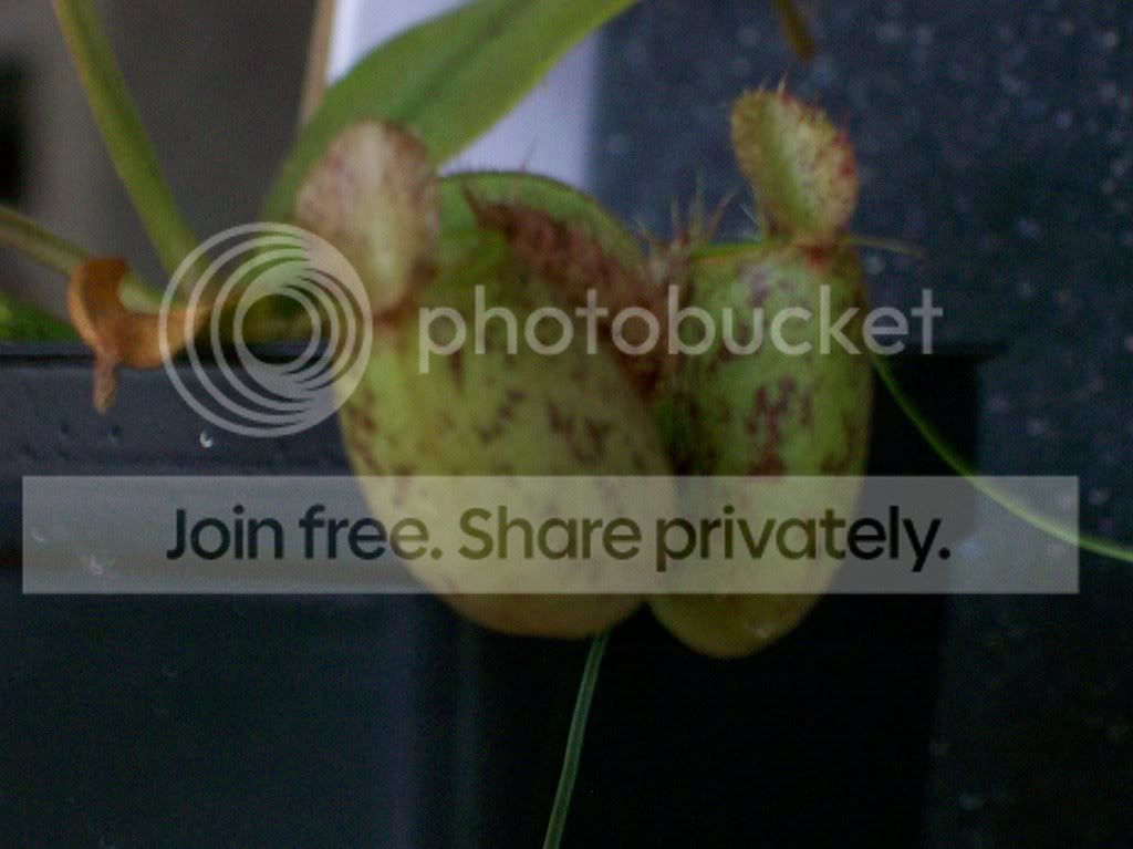 plants040.jpg