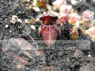 DSCN0127-1.jpg