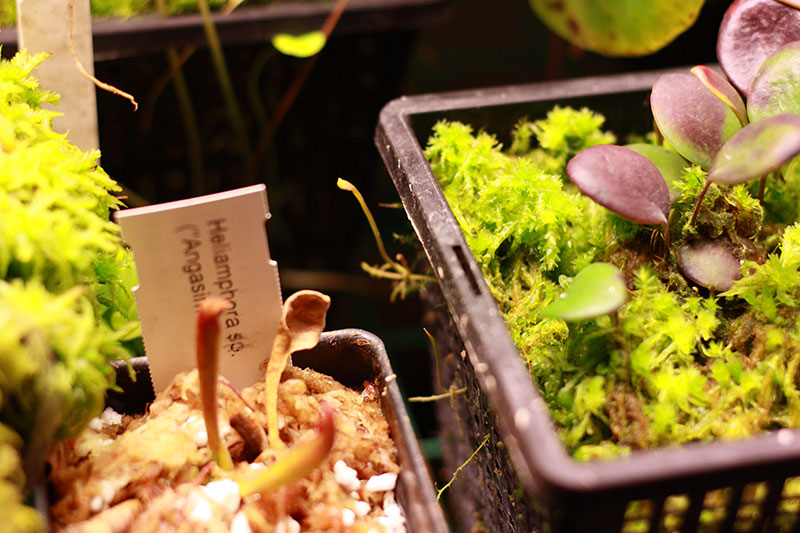 quelchii.jpg