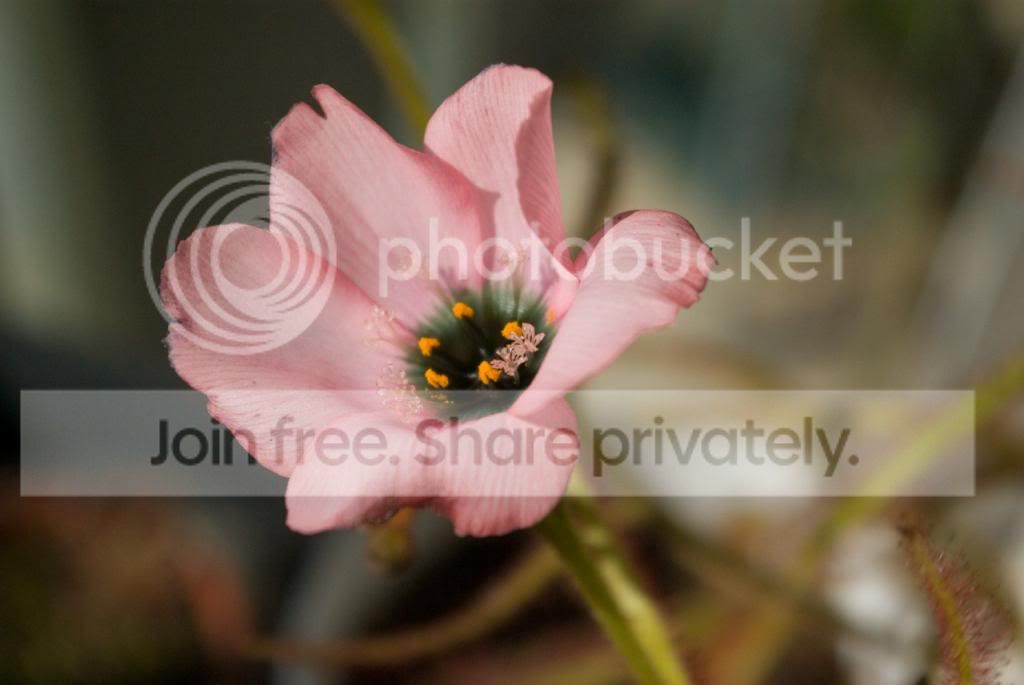 IMGP7180_zps1107cbcb.jpg