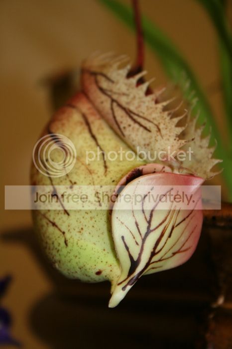 IMG_8955_zps0fc367e5.jpg