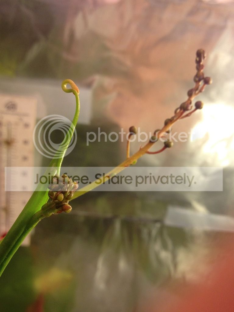 IMG_4520_zpsgdwf0rff.jpg