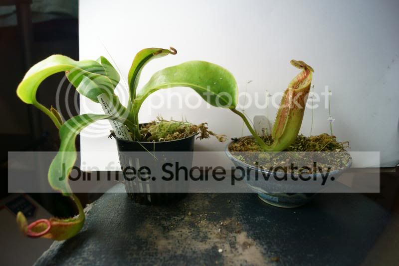 GlandxephipDSLR_wholeplant_zpsc61516d5.jpg