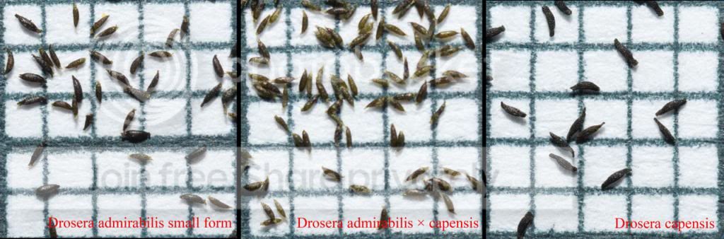 Dadmirabilisxcapensis_zpsb2a4d7f9.jpg