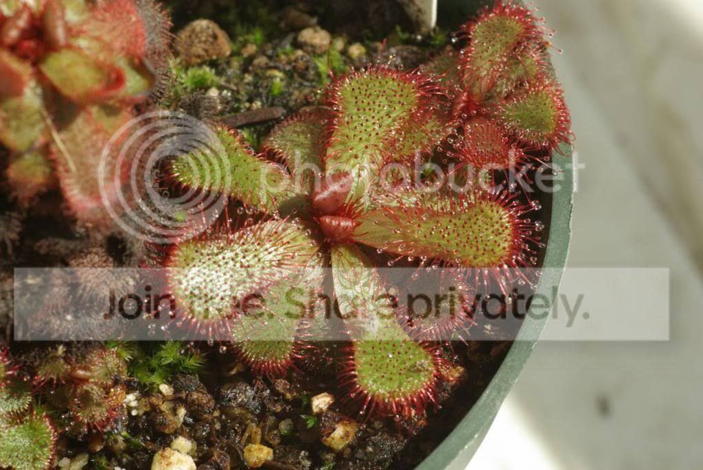 IMGP4224copy_zps1fb9759a.jpg