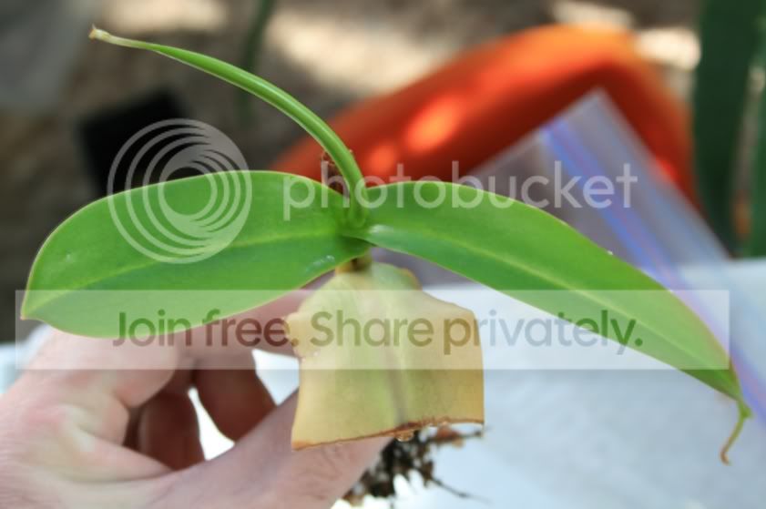 sangorangecuttingroots3.jpg
