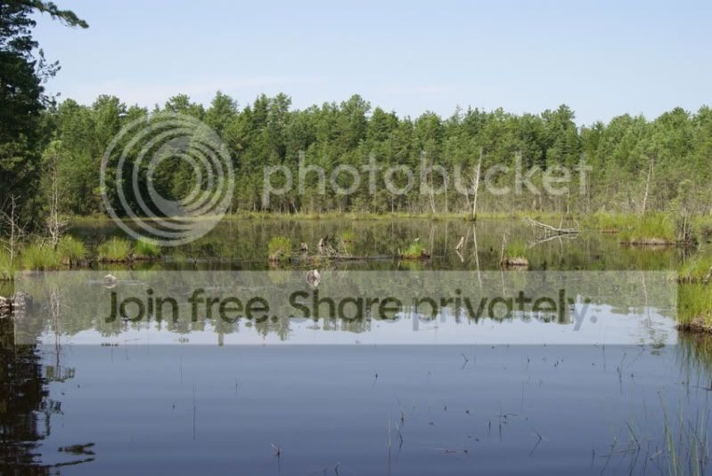 Pine-Barrens-2010-074.jpg