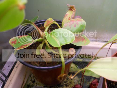 Nrobcantleyii_1-18-12.jpg