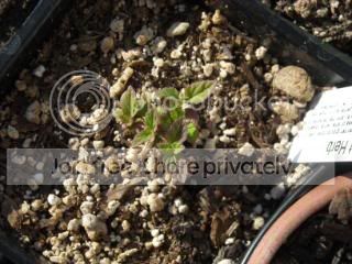 DSCN0017-2.jpg