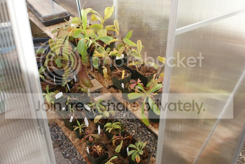 nepenthes022-1.jpg